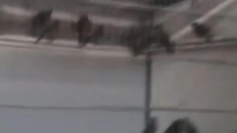 Tam 1.4 milyon TL ceza! Saka kuşu ürettiğine pişman oldu