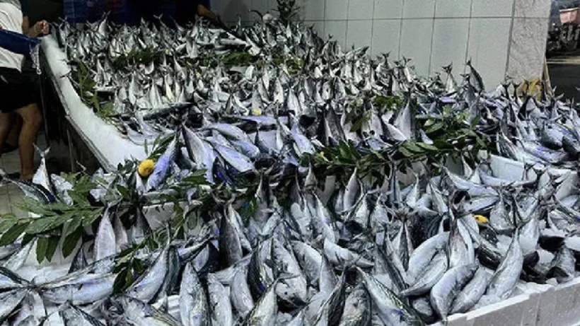Son 10 yılın rekoru kırıldı: Deniz palamutla doldu taştı balıkçılar isyan etti
