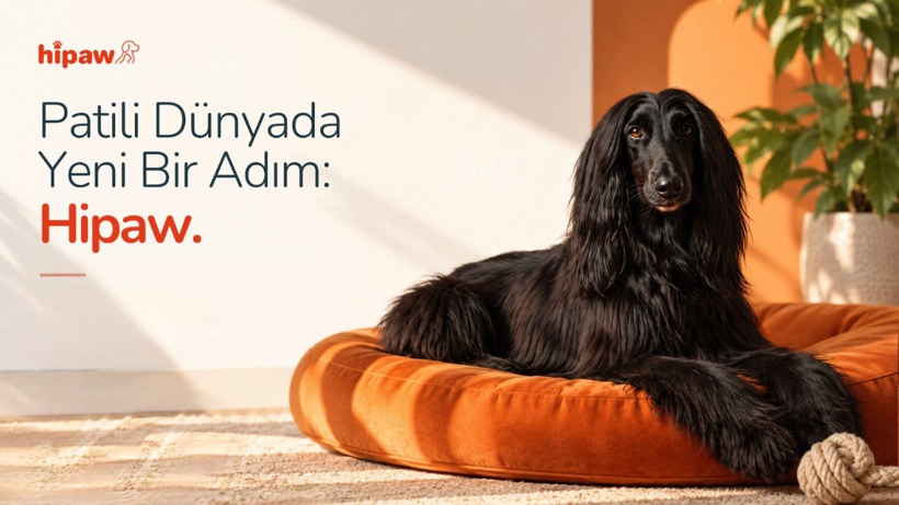 Hipaw, köpek sahiplerinin bakım rutinini tek platformda topluyor