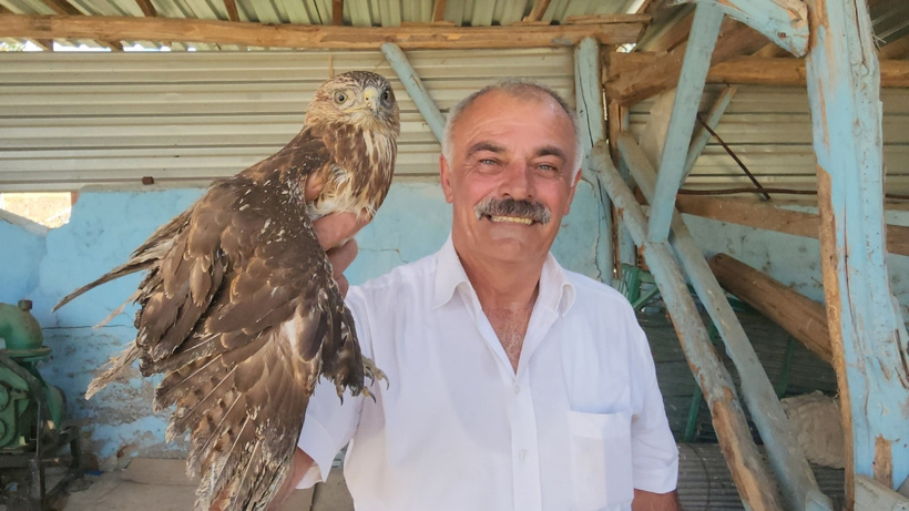 Gökten şahin yağıyor: Yaralı buldukları yırtıcıları evlerinde beslediler