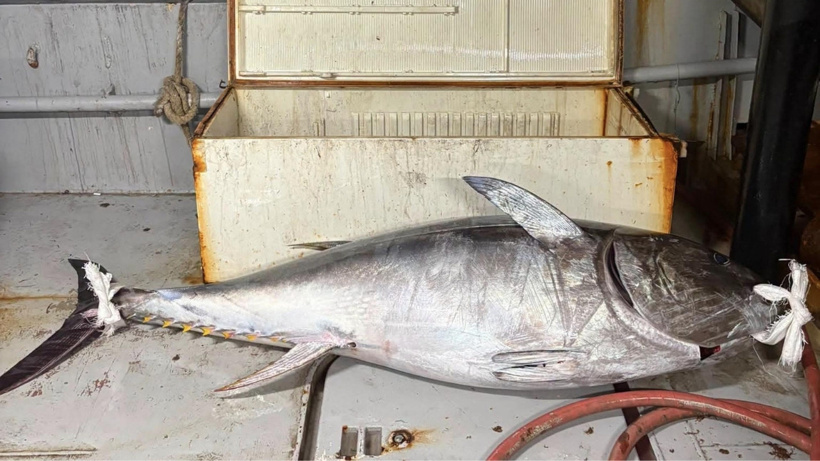 Oltaya öyle bir takıldı ki tekne batıyordu: Tam 175 kiloluk dev çıktı