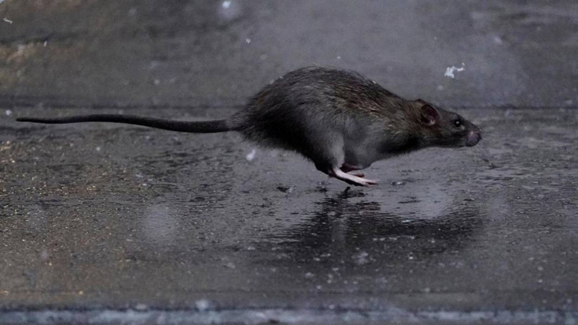 Deprem Öncesi Belirtiler Mümkün Mü: İşte Depremin Habercisi Doğadaki Anormal Değişimler - Fotoğraf: 5