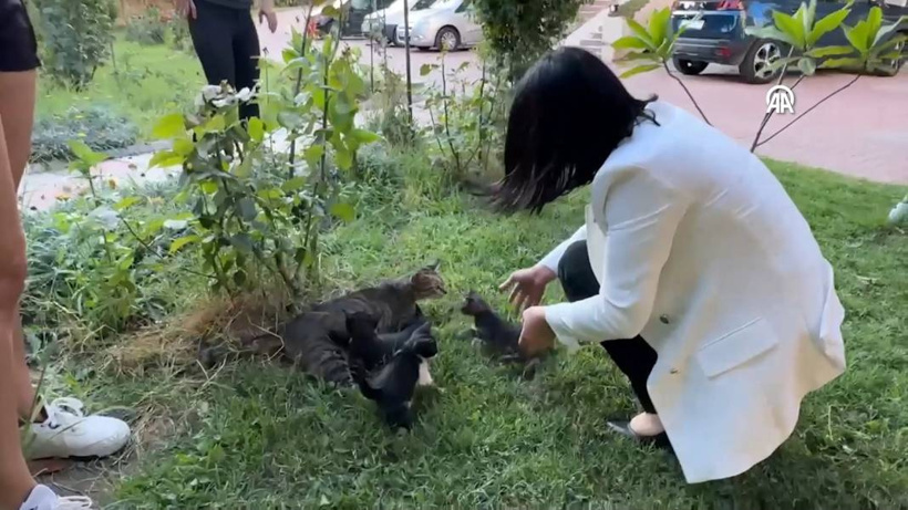 Ölüme inat yaşam! Yavru kedi için yolu kazdılar - Fotoğraf: 7