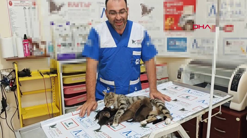 Anne kedi kimsesiz yavru köpekleri sahiplendi - Fotoğraf: 7