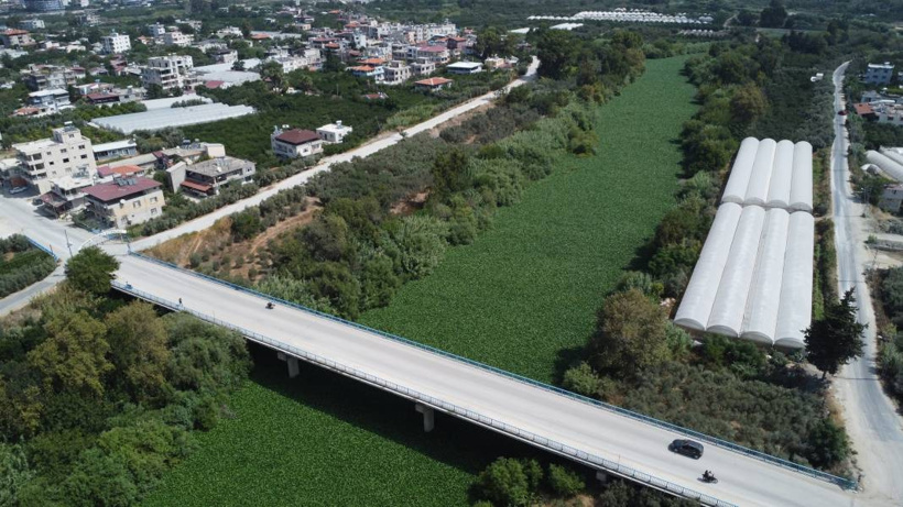 Etrafına ölüm saçıyor, yaşamı bitiriyor! Asi Nehri'nde istila alarmı - Fotoğraf: 5