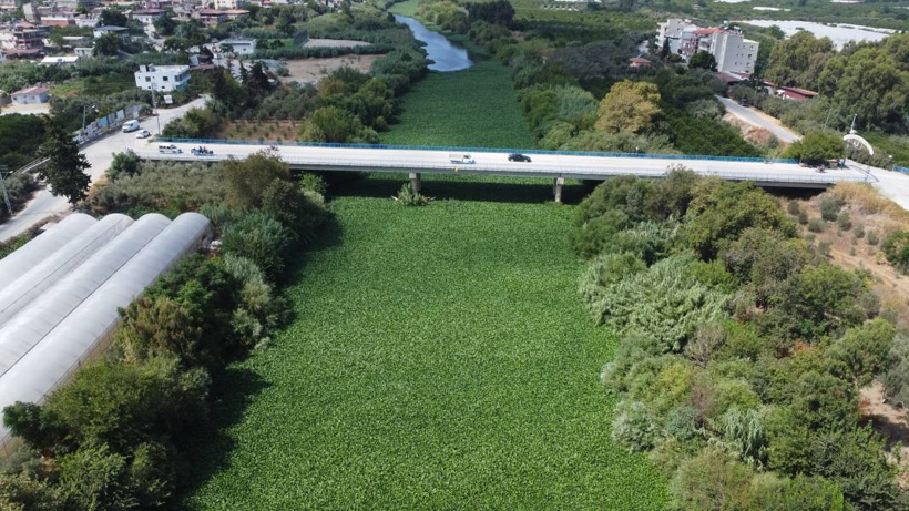 Etrafına ölüm saçıyor, yaşamı bitiriyor! Asi Nehri'nde istila alarmı - Fotoğraf: 10