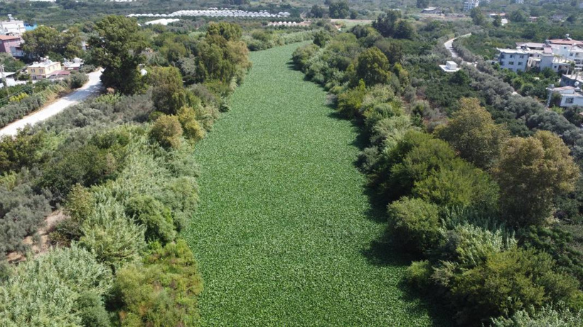 Etrafına ölüm saçıyor, yaşamı bitiriyor! Asi Nehri'nde istila alarmı - Fotoğraf: 8