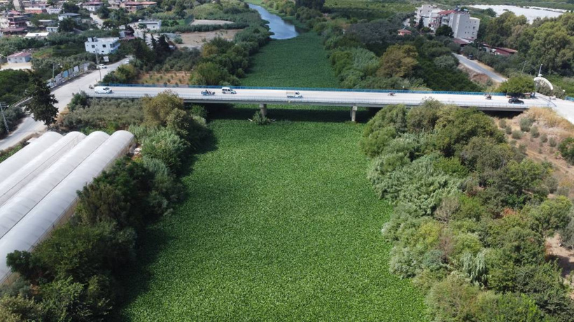 Etrafına ölüm saçıyor, yaşamı bitiriyor! Asi Nehri'nde istila alarmı - Fotoğraf: 9