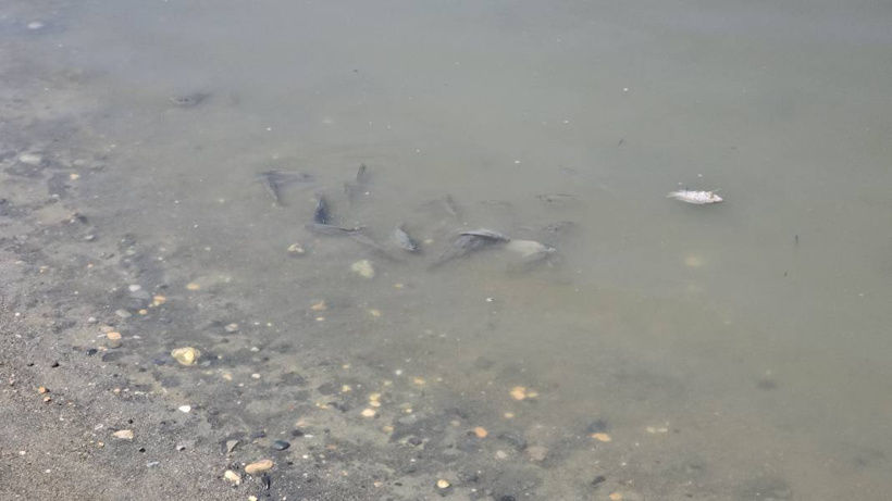 Etrafına ölüm saçıyor, yaşamı bitiriyor! Asi Nehri'nde istila alarmı - Fotoğraf: 6