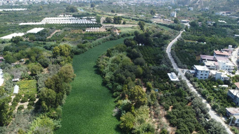 Etrafına ölüm saçıyor, yaşamı bitiriyor! Asi Nehri'nde istila alarmı - Fotoğraf: 3