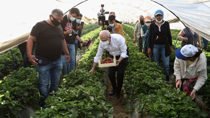 Kılıçdaroğlu Aydın'da: Çiftçi kadınlar ile birlikte çilek hasadı yaptı