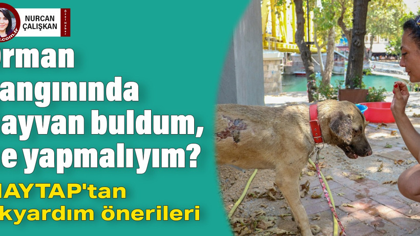 Orman yangınında hayvan buldum, ne yapmalıyım? HAYTAP'tan ilkyardım önerileri...