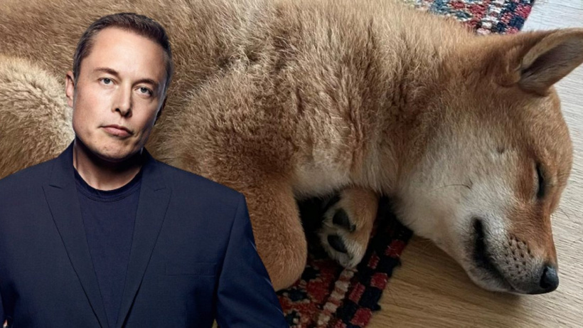 Elon Musk köpeğine isim koydu: O kripto para fırladı