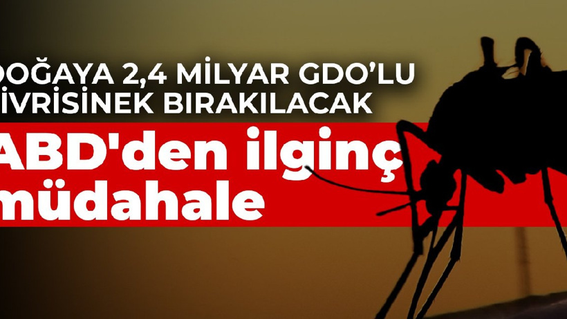 ABD'den ilginç müdahale: Doğaya 2,4 milyar GDO’lu sivrisinek bırakılacak