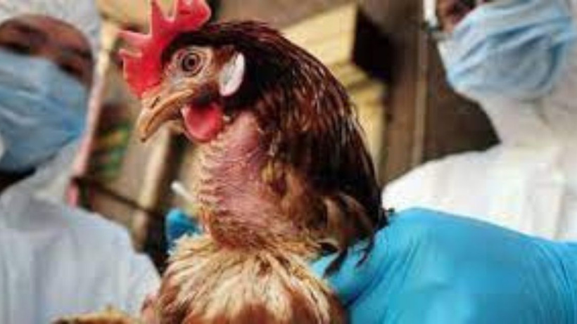 Avrupa’da en büyük kuş gribi salgını