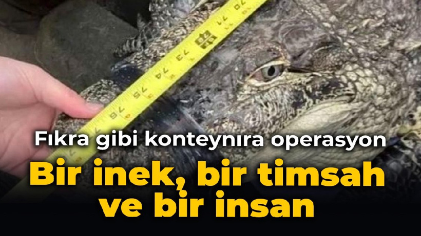 Fıkra gibi konteynıra operasyon: Bir inek, bir timsah ve bir insan