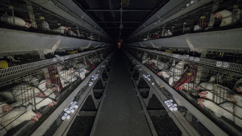 100 milyon tavuk A4 kâğıdı kadar alanda hapis