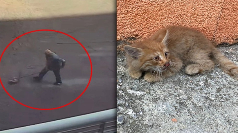 Paspasla Kedi Öldürmeye Şaka Gibi Ceza!