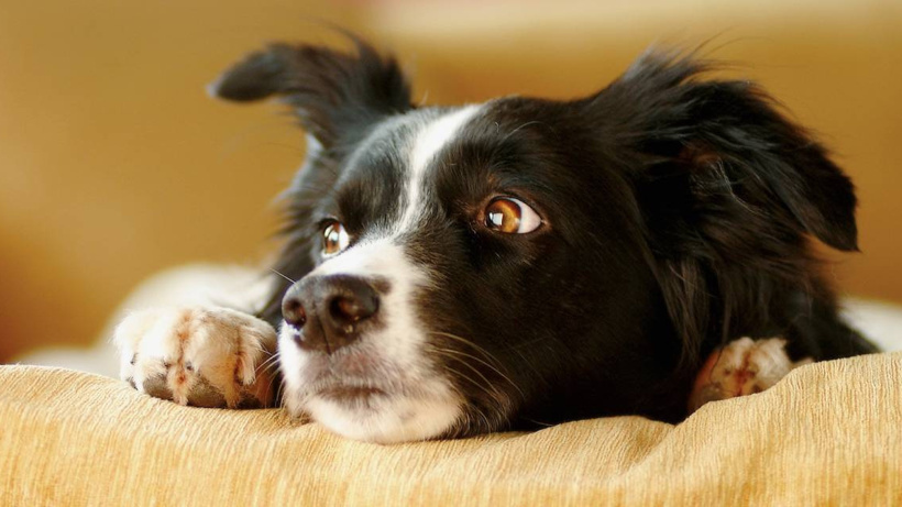 Köpeklerin Ömrü Burun Uzunluklarına ve Vücut Boyutlarına Bağlı!