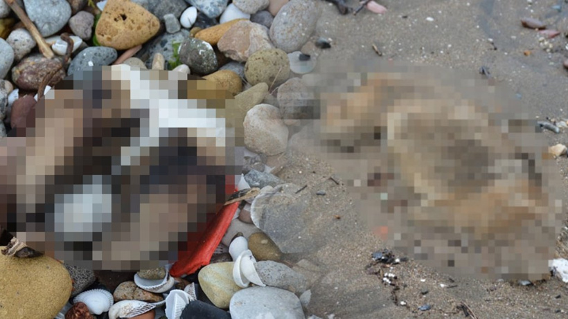 Onlarca Köpek Sahilde Ölü Bulundu!