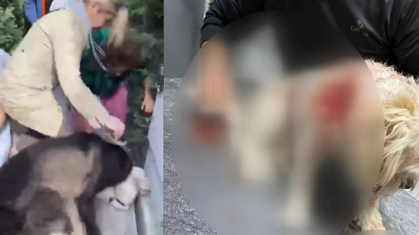Sosyal Medya Fenomeni Banu Parlak'ın Köpeği Dehşet Saçtı