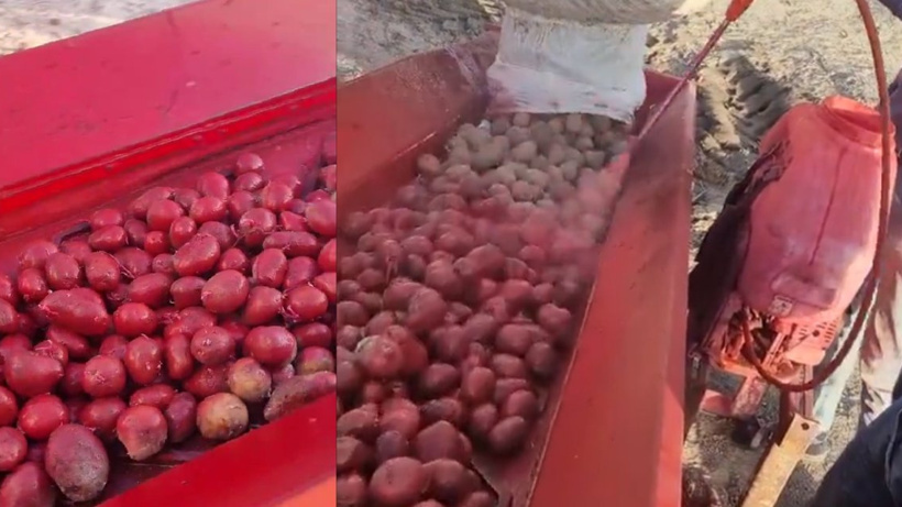 Niğde'de Patatesler Kırmızıya Döndü: Sebebi Merak Ediliyor
