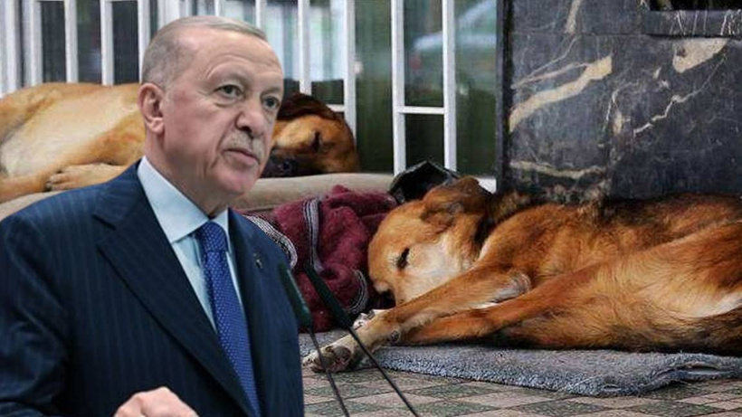 "Daha Ne Bekliyorsunuz, Adım Atın"