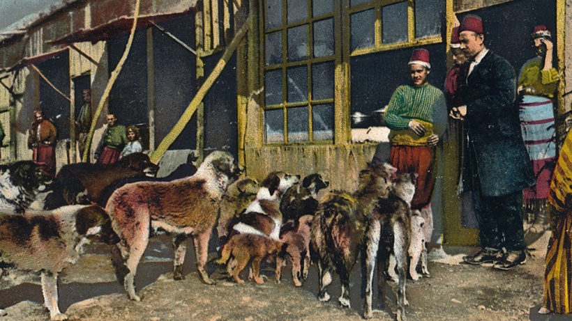 İstanbul'un Sokak Köpeklerinin Tarihi