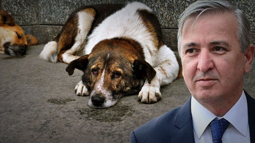 Erdoğan'ın Eski Metin Yazarı Köpek Katliamını Savundu