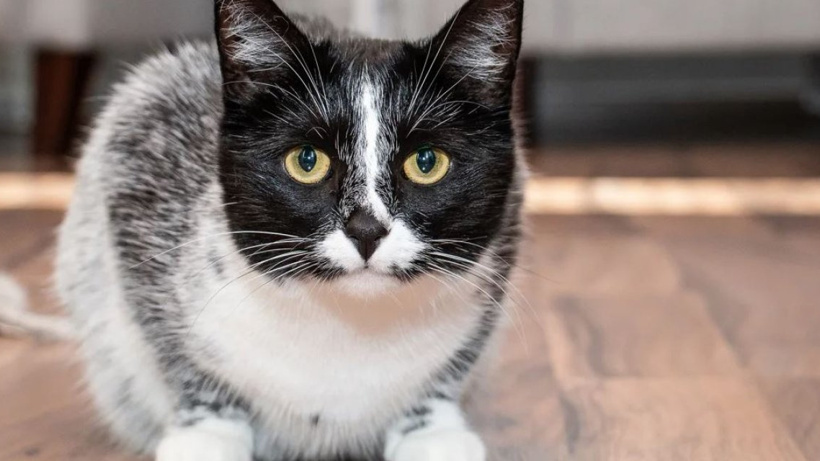 Mahallede Yeni Bir Kedi Var!