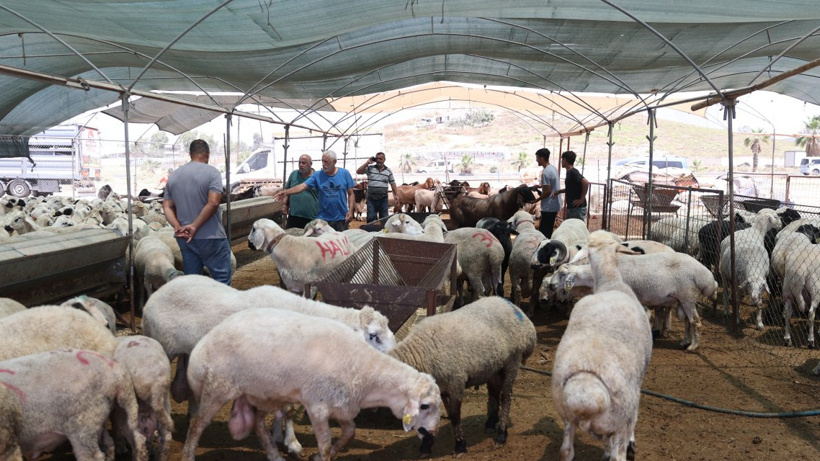 Et Ve Süt Kurumu'ndan Kurbanlık Kararı