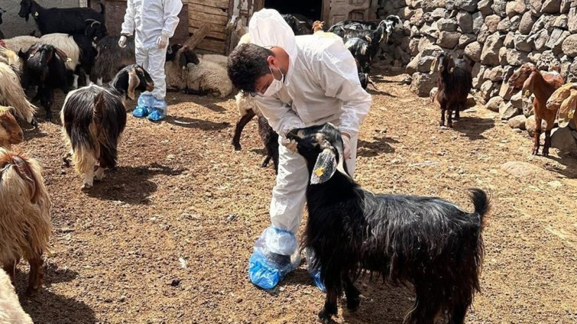 O Şehirde Şap Karantinası Başladı!
