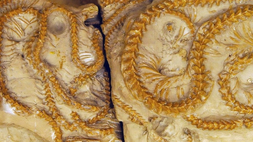 38 milyon yıl önce sarmaş dolaş ölmüş yılanların fosili bulundu