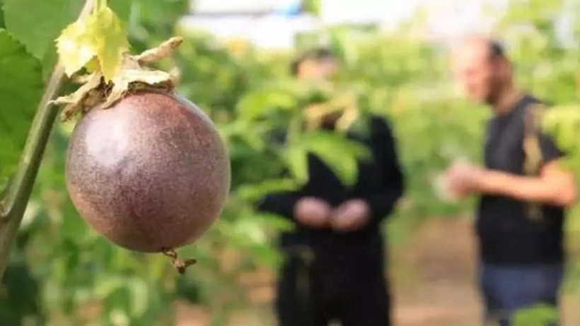 Bu bitkiye sahip olan zengin oluyor: Kilosu dudak uçuklatıyor!