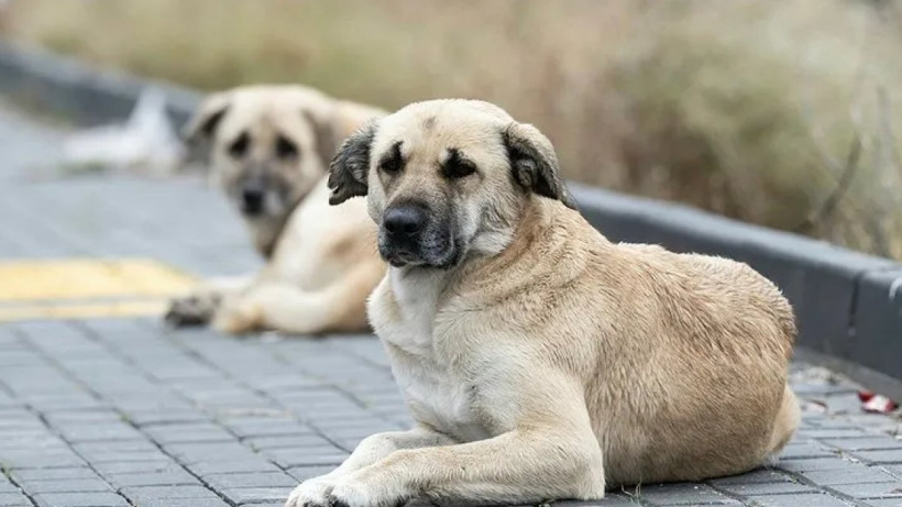 Köpek katliamlarına flaş açıklama Bakan Yumaklı'dan geldi!