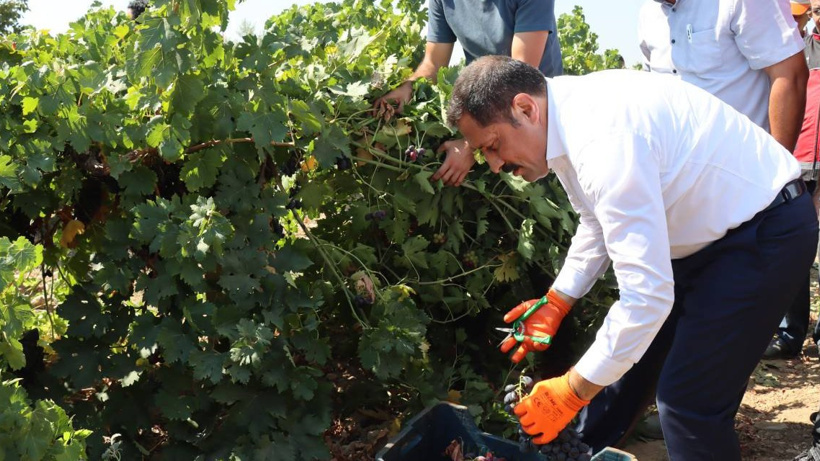 Hatay'da üzüm üreticisinin hasat mesaisi başladı