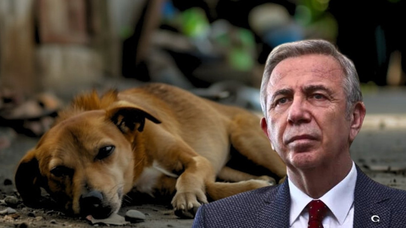 İnisiyatiflerden Yavaş'a: Sokak köpeklerinden elini çek!