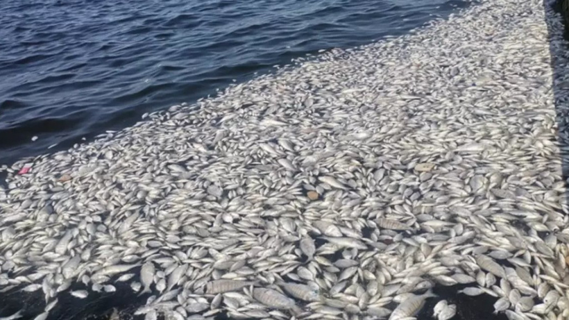 İzmir Körfezi can çekişiyor!