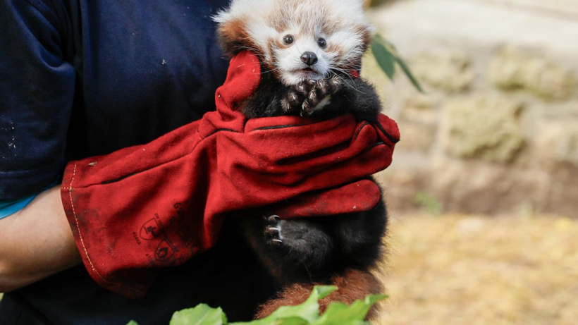 Korkudan ödü patlayan panda yavrusu hayatını kaybetti