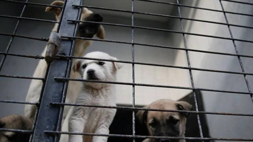 Barınakta ölen köpeğin diğer köpekler tarafından parçalanmasına soruşturma