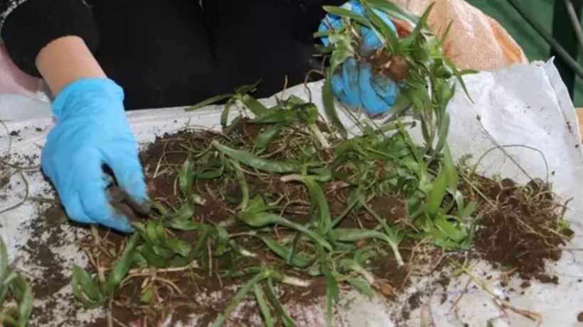 Bir avuç toprağı olan bile 250 bin lira kazandı. Yaşının kilosu 500 liradan satıldı