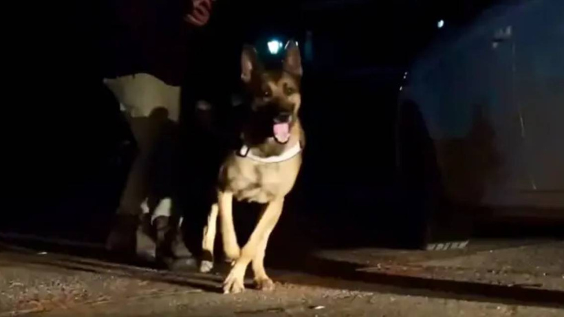 Narkotik köpeği ‘Pars’ kasım ayının en başarılısı oldu