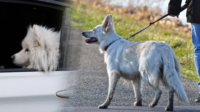 Fetva çıkarılmıştı, yasa haline geldi! O ülkede köpek gezdirmek artık yasak