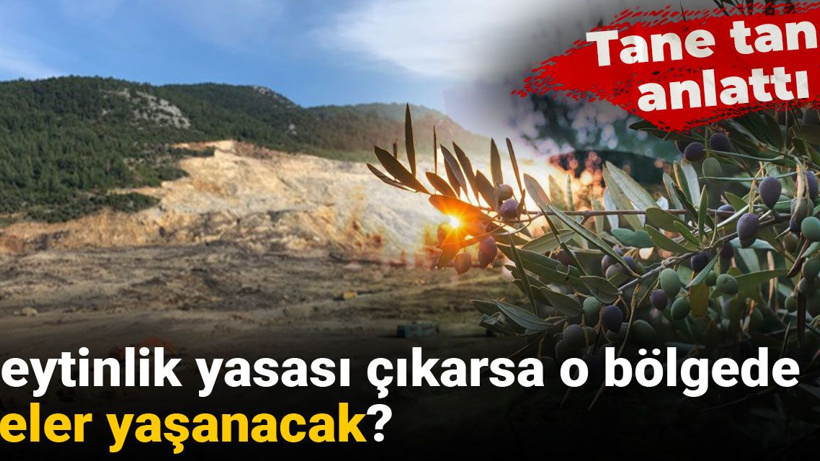 Tane tane anlattı: Zeytinlik yasası çıkarsa o bölgede neler yaşanacak?