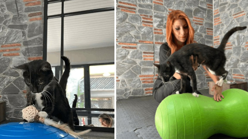 Kaçan sürücüye rağmen ‘Hamsi’ yaşama tutundu