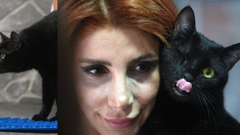 Zeytin patileri ile yaşama tutundu