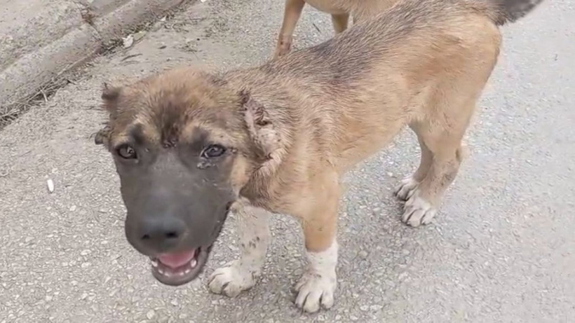 Sokak köpeklerinin kulaklarını kesti