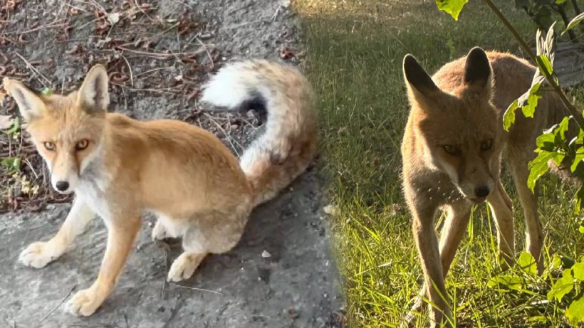 Sevimli tilki işçilerle dost oldu: 7 aydır her gün geliyor