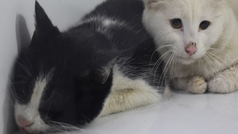 Sivas’ta ev yangını: 26 kedi hayatını kaybetti