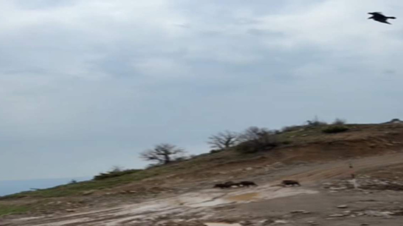 Kartalın domuz avını anbean yakaladı! 10 metre önünde yaşandı